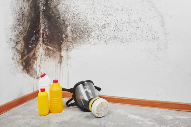 Best Home Mold Removal  in Fords Prairie, WA