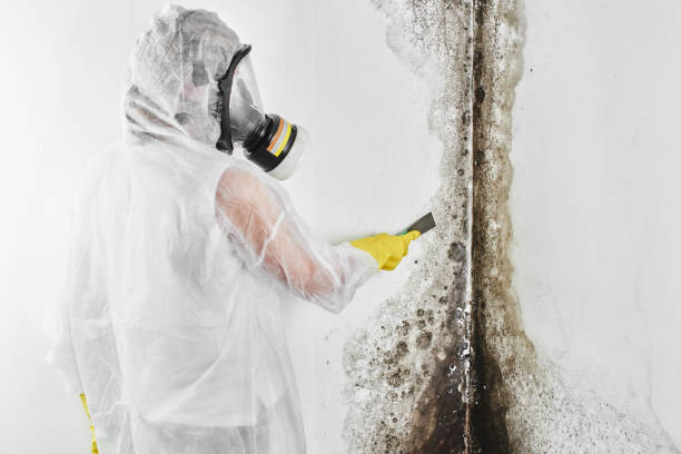 Reliable Fords Prairie, WA Mold Removal Solutions