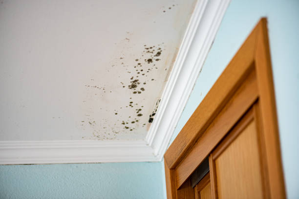 Professional Mold Removal in Fords Prairie, WA