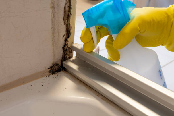 Home Mold Removal in Fords Prairie, WA