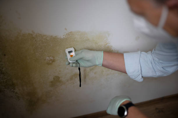 Best Mold Remediation  in Fords Prairie, WA