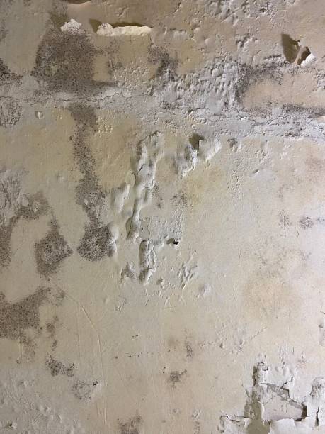 Office Mold Removal Services in Fords Prairie, WA