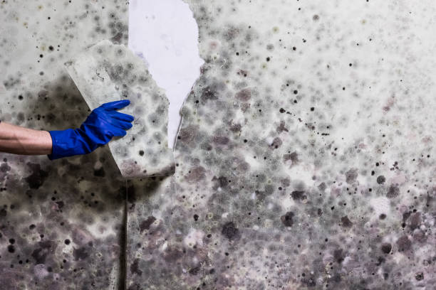 Best Certified Mold Removal  in Fords Prairie, WA