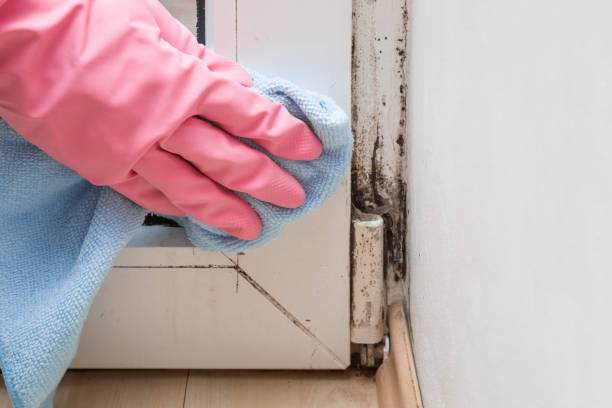 Best Home Mold Removal  in Fords Prairie, WA