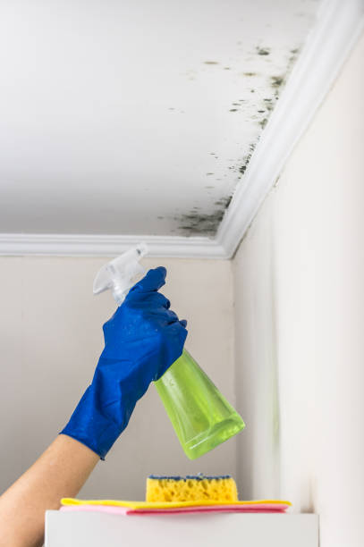 Best Affordable Mold Removal  in Fords Prairie, WA